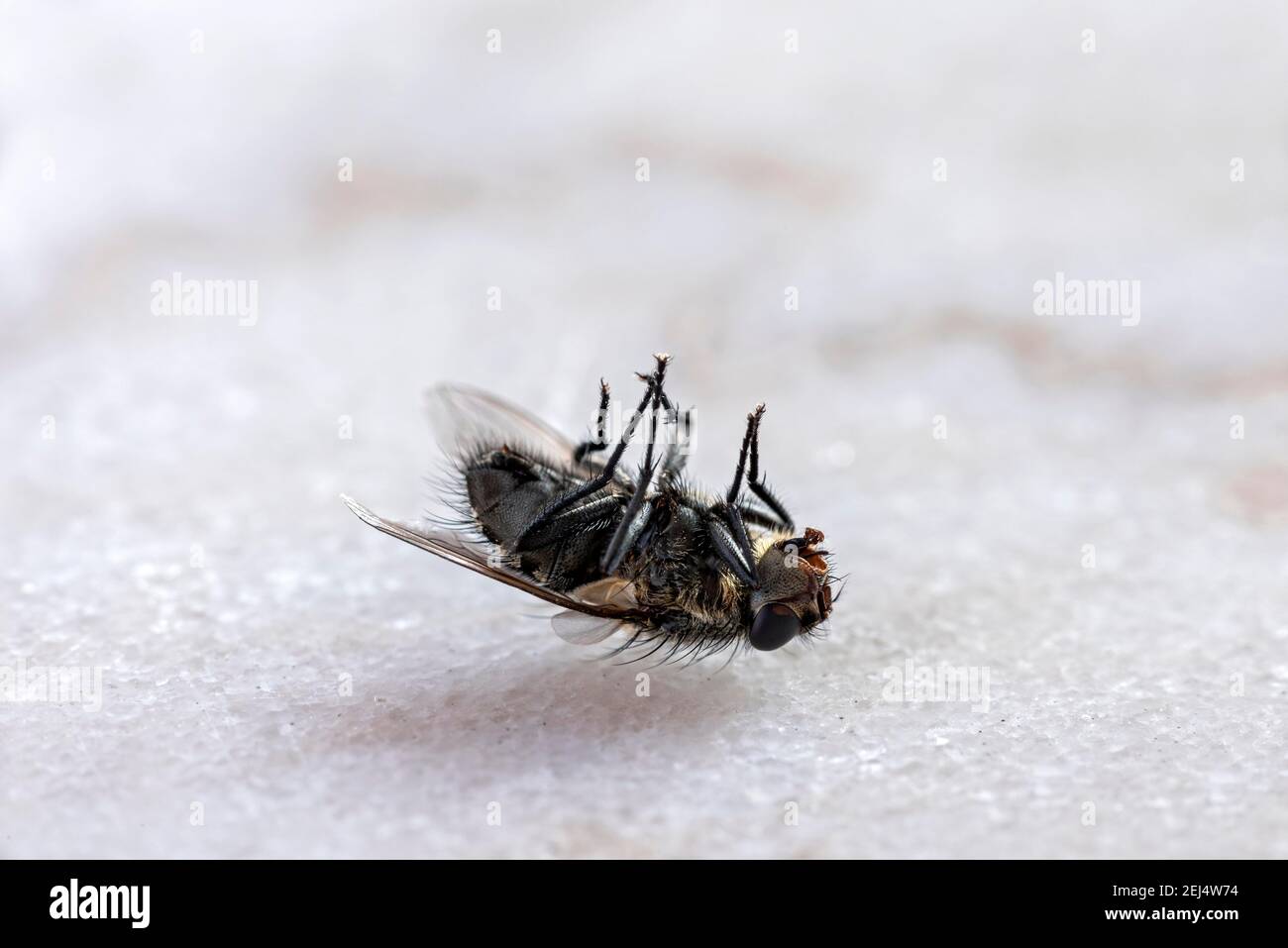 Tothausfliege (Musca domestica) auf dem Rücken liegend, Bayern, Deutschland Stockfoto