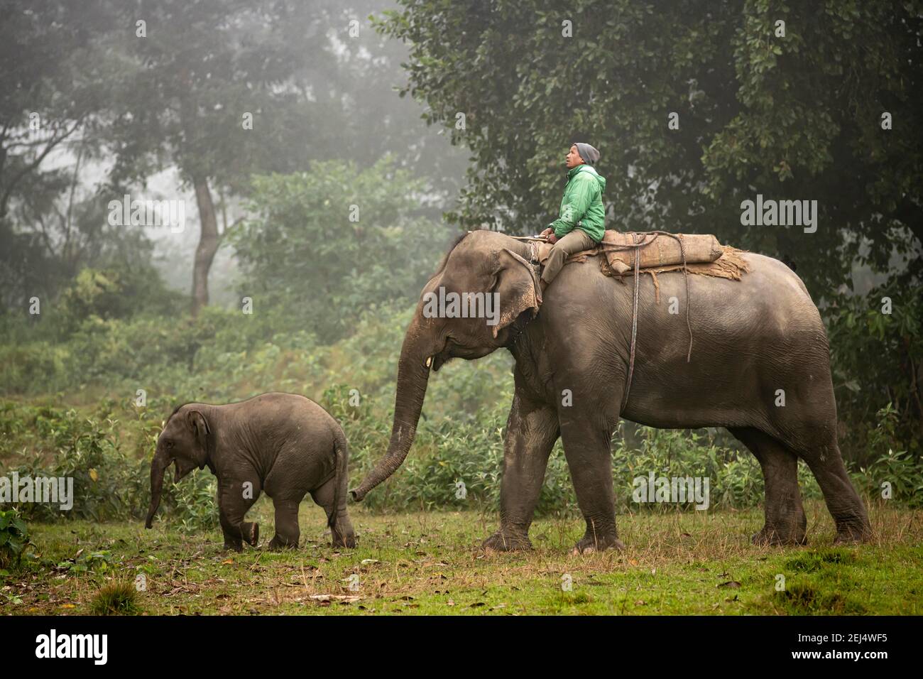 Arbeiten Elefant mit Reiter und junge im Dschungel, Elefantenzüchtungs-Zentrum, Chitwan Nationalpark Sauraha, Nepal Stockfoto