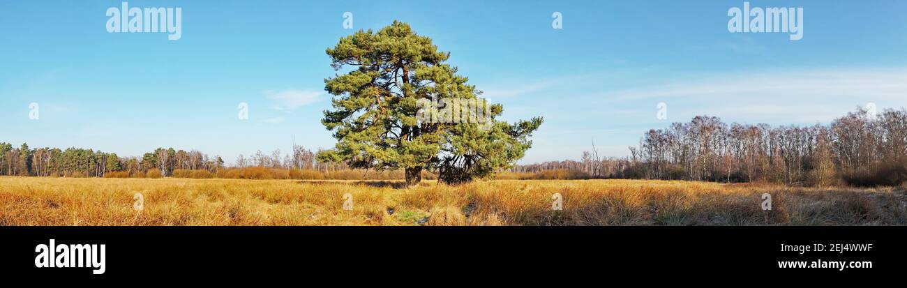 Alter Baum im Herbst Panorama im Moor - Panorama Stockfoto