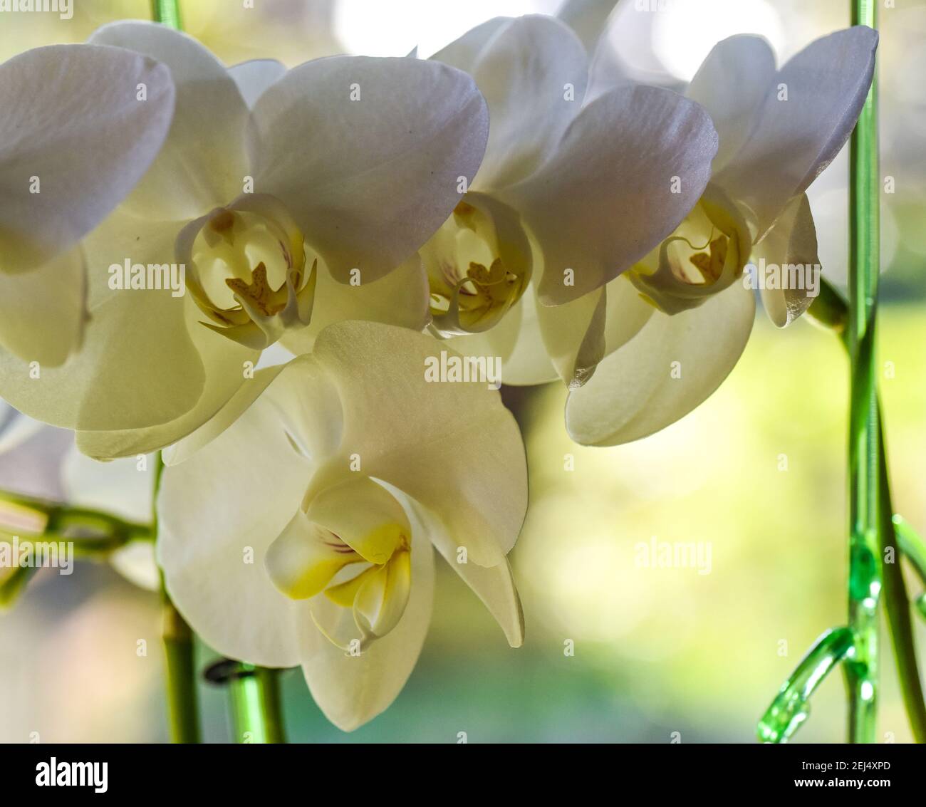 Orchidea bianca Stockfoto