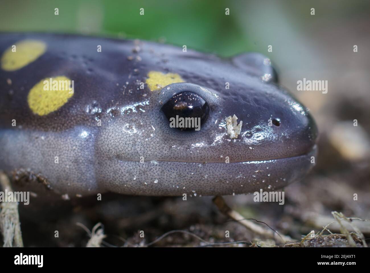 Nahaufnahme des Kopfes eines männlichen gefleckten Salamanders, Ambystoma maculatum Stockfoto