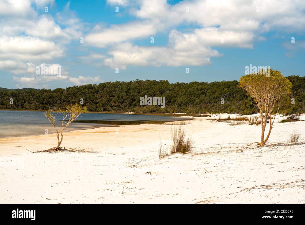 Weißer Strand auf Fraser Island Great Sandy National Park Stockfoto