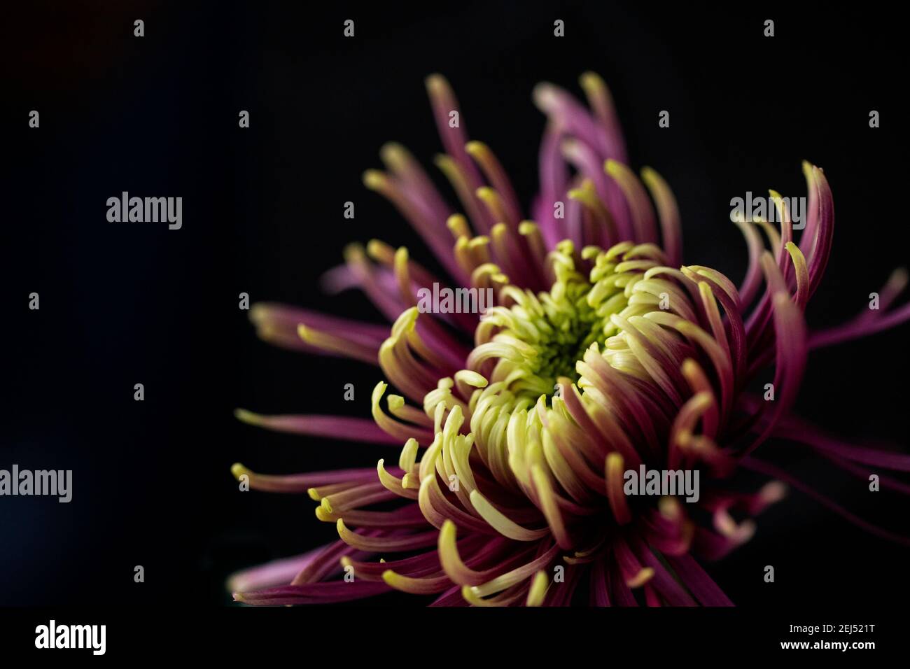 Ein Makrofoto einer lila und grünen Spinnenmom (Chrysanthemum x morifolium) auf einem schlichten schwarzen Hintergrund. Stockfoto