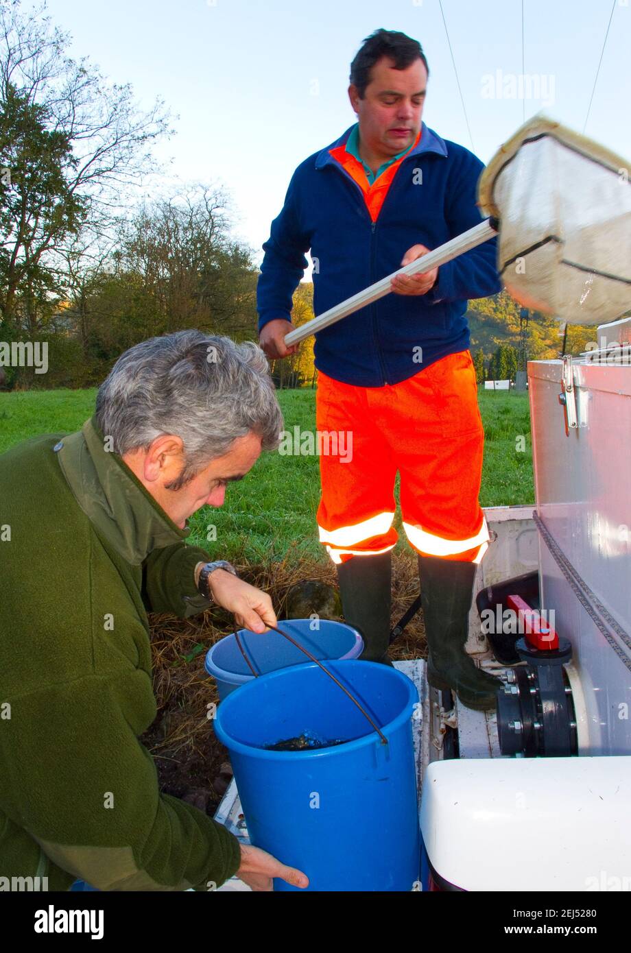 Anbau von autochthonen Atlantischen Lachs Jungfischen im Arredondo Ichthyologischen Zentrum. Kantabrien. Spanien. Europa Stockfoto