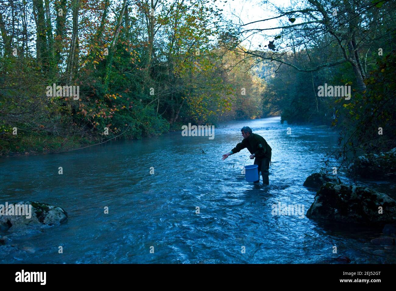 Anbau von autochthonen Atlantischen Lachs Jungfischen im Arredondo Ichthyologischen Zentrum. Kantabrien. Spanien. Europa Stockfoto