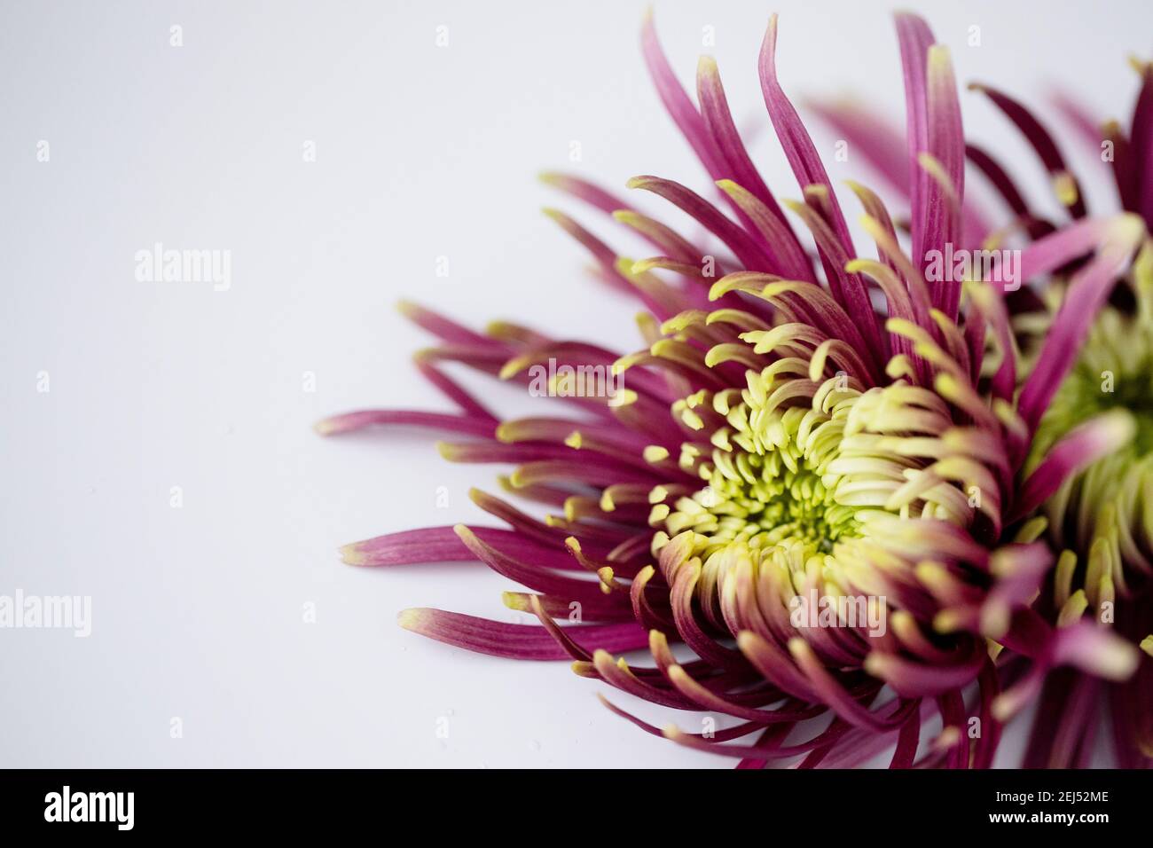 Ein Makrofoto einer lila und grünen Spinnenmom (Chrysanthemum x morifolium) auf einem schlichten weißen Hintergrund. Stockfoto