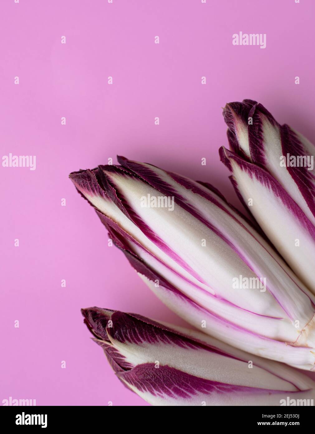 Frische rote Zichorie auf einem rosa Hintergrund Stockfoto