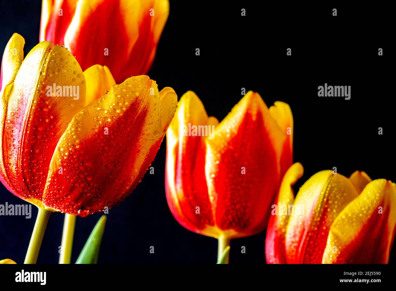 Tulpe im Frühjahr in rot und gelb auf schwarz arrangiert Hintergrund Stockfoto