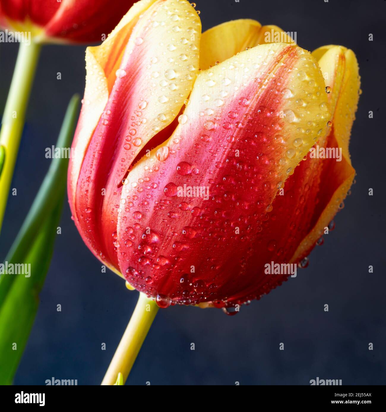 Tulpe im Frühjahr in rot und gelb auf schwarz arrangiert Hintergrund Stockfoto