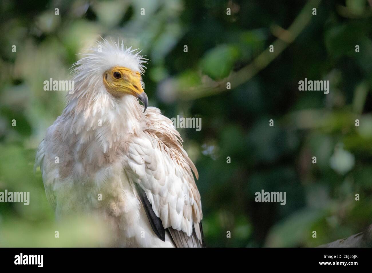 Seltenes Beispiel des ägyptischen Geiers in Basilicata Italien Neophron percnopterus Stockfoto