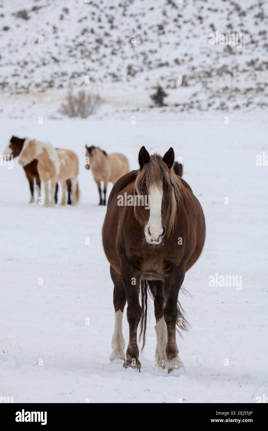 USA, Montana, Gardiner. Kastanienstute mit Blaze Gesicht, gemischte Herde in der Ferne im Schnee. Stockfoto