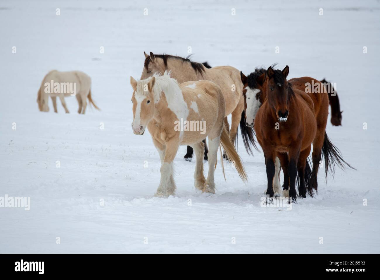 USA, Montana, Gardiner. Palamino Farbe, Bay und Buckskin Pferde mit zottigen Wintermäntel im Schnee. Stockfoto