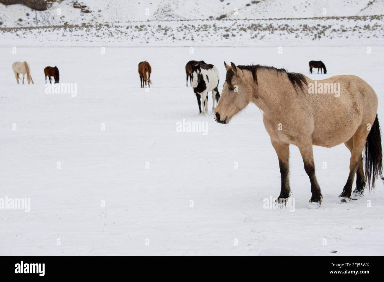 USA, Montana, Gardiner. Hirschfellpferd mit zotteligem Wintermantel im Schnee, Herde in der Ferne. Stockfoto