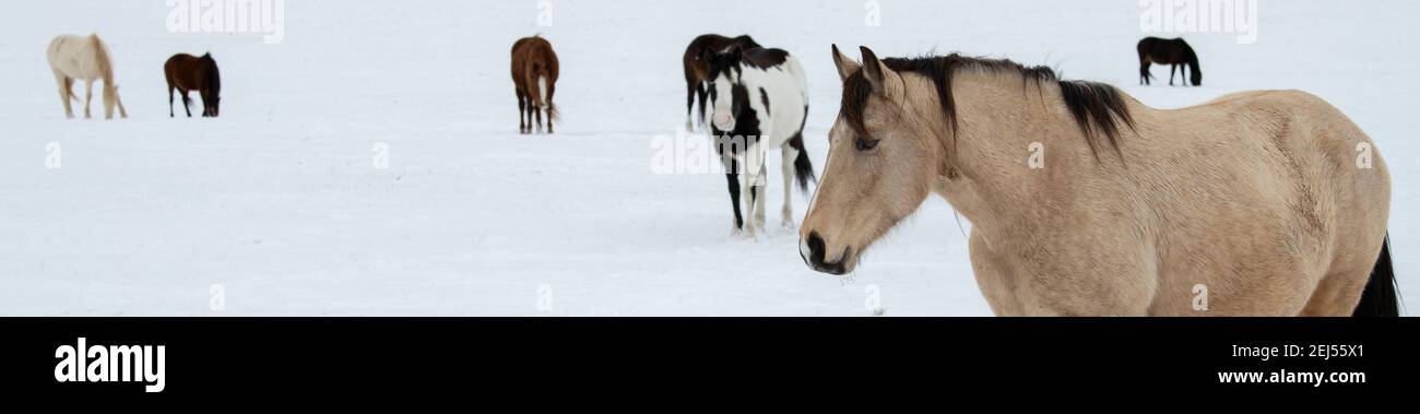 USA, Montana, Gardiner. Hirschfellpferd mit zotteligem Wintermantel im Schnee, Herde in der Ferne. Stockfoto
