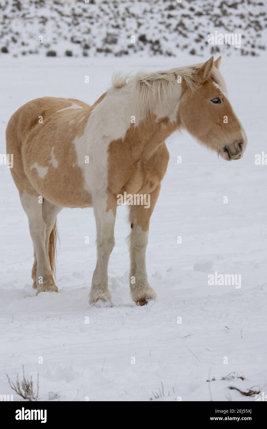 USA, Montana, Gardiner. Palomino malen Pferd mit zotteligen Wintermantel im Schnee. Stockfoto