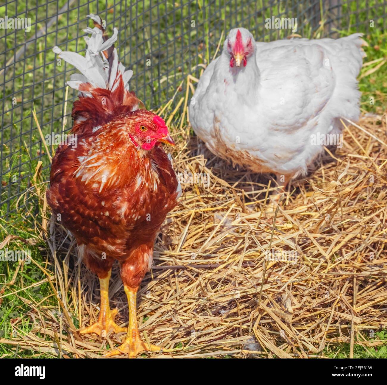 Zwei Vögel Huhn Gesellschaft auf Stroh am Sommer sonnigen Tag Stockfoto