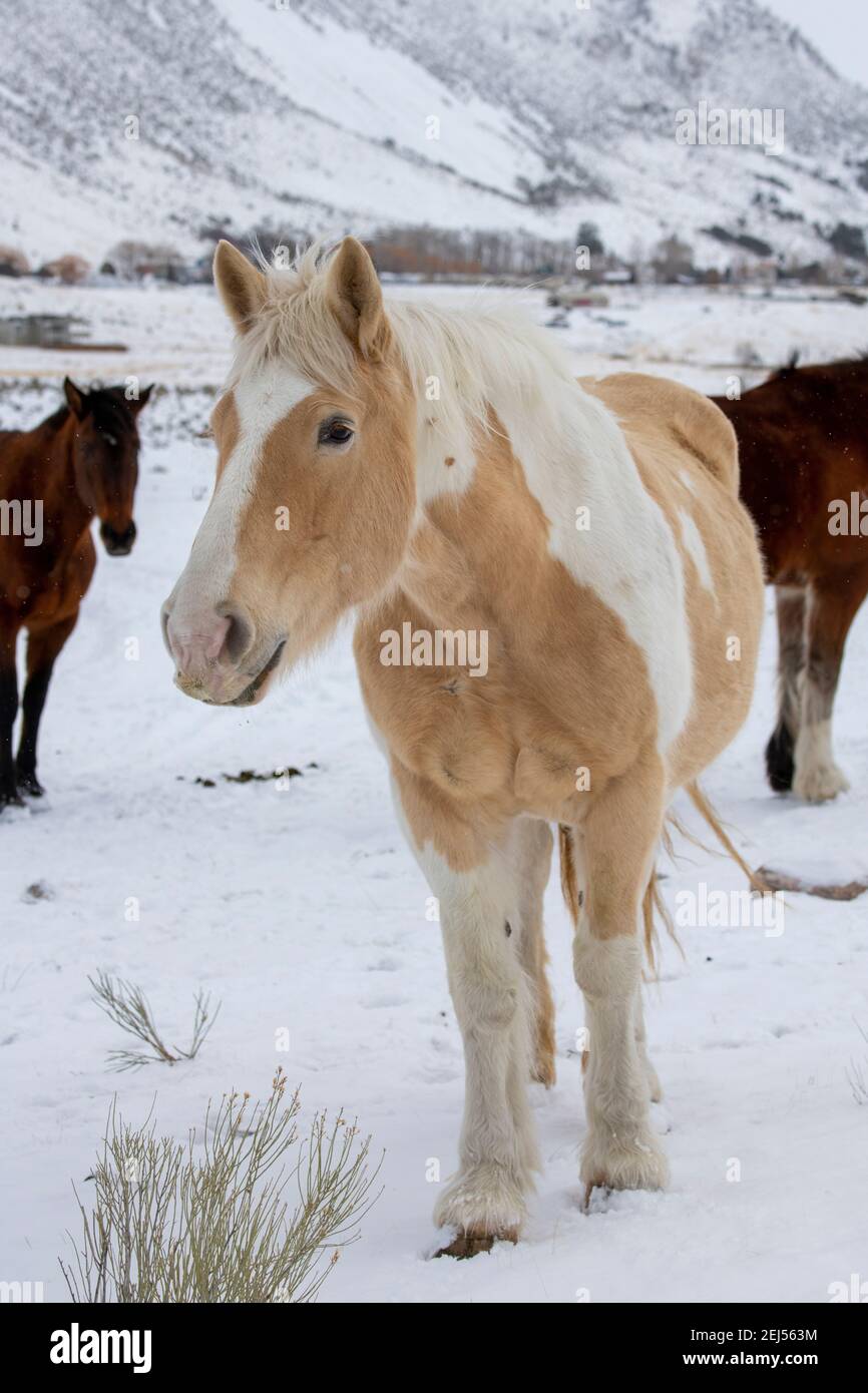 USA, Montana, Gardiner. Palomino malen Pferd mit zotteligen Wintermäntel im Schnee. Stockfoto