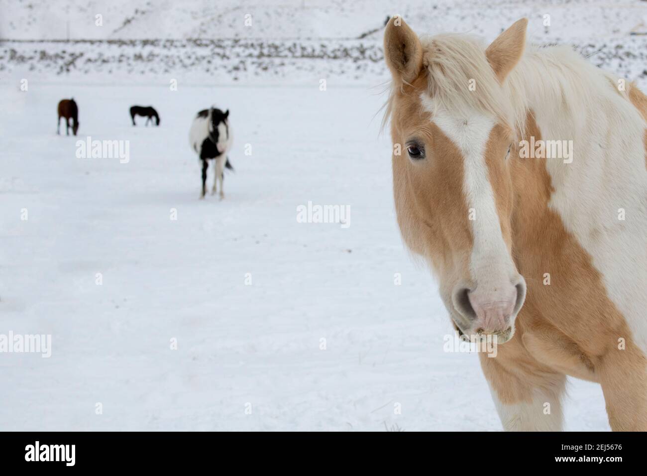 USA, Montana, Gardiner. Palomino malen Pferd mit zotteligen Wintermäntel im Schnee. Stockfoto