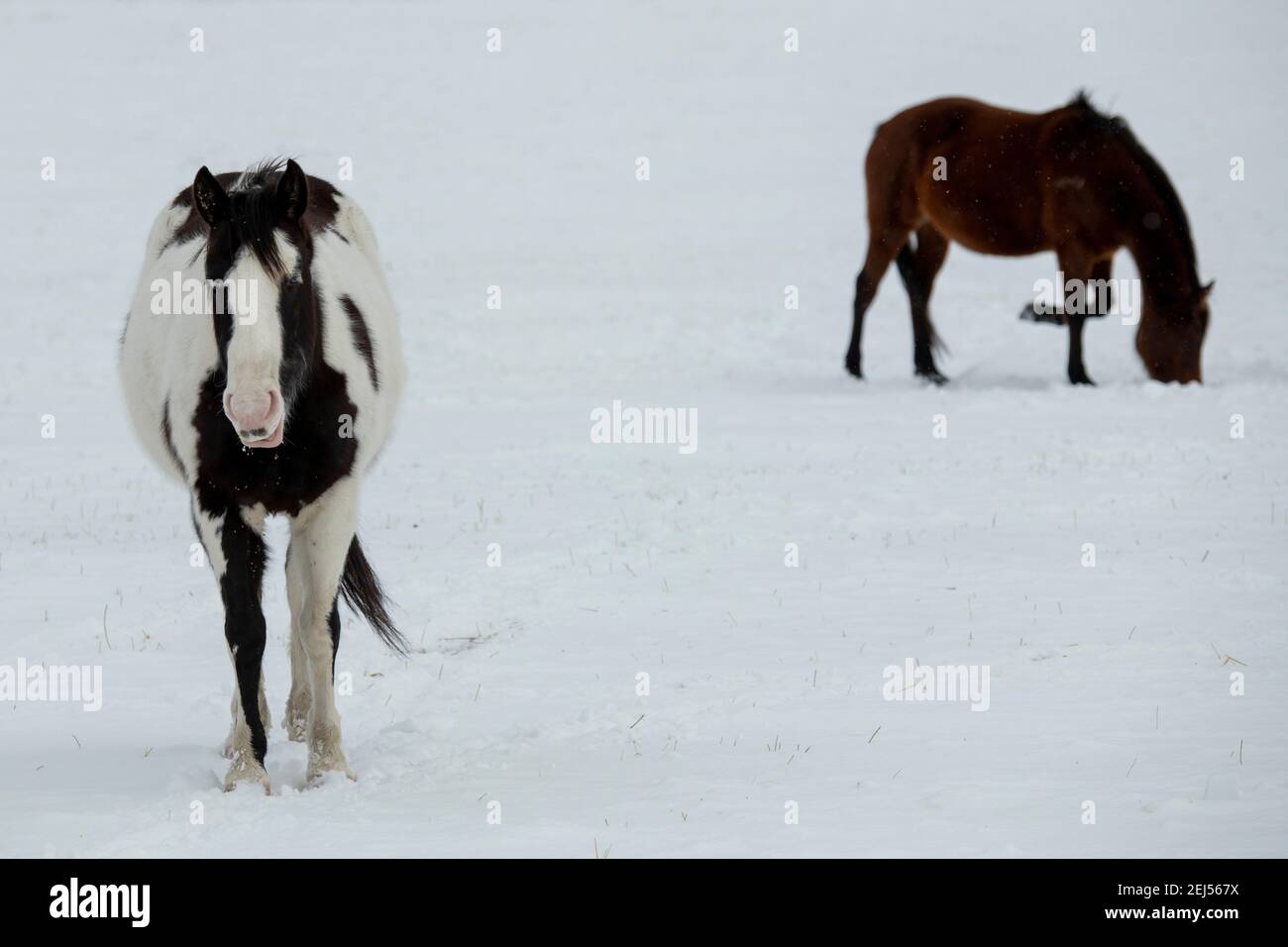 USA, Montana, Gardiner. Schwarz-weiß lackieren Pferd mit zotteligen Wintermantel im Schnee. Stockfoto