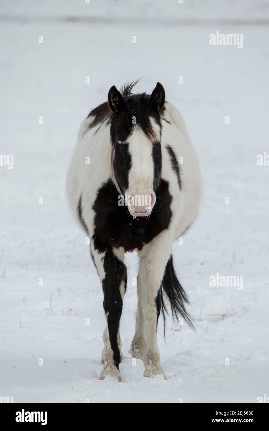 USA, Montana, Gardiner. Schwarz-weiß lackieren Pferd mit zotteligen Wintermantel im Schnee. Stockfoto
