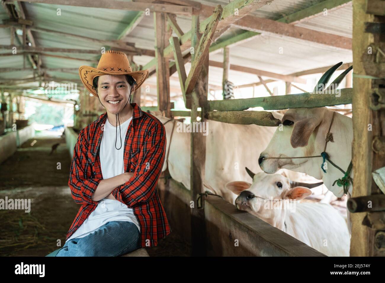 Lächelnder Mann mit Cowboyhut sitzt und schaut auf die Kamera mit gekreuzten Händen im Hintergrund der Kuh Farmstall Stockfoto