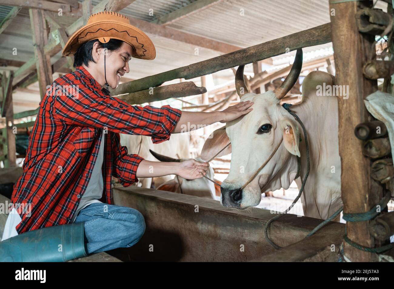 Cowboy Mann lächelt in Cowboy Hut, während streichelt Kuhkopf Im Hintergrund der Kuhstall Stockfoto