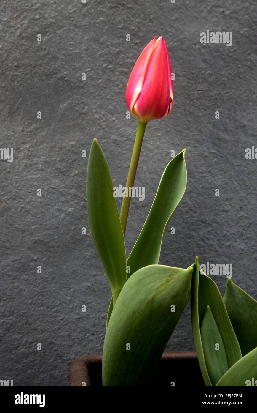 Rosa elegante Tulpen auf Pflanzgefäß Stockfoto