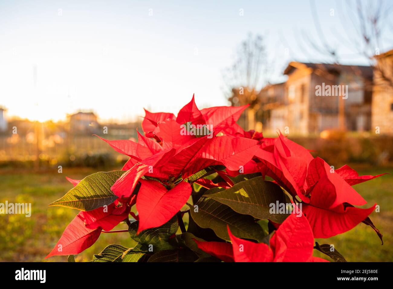 Schönes Porträt einer Poinsettia Pflanze, die auf einem Grün ruht Rasen Stockfoto