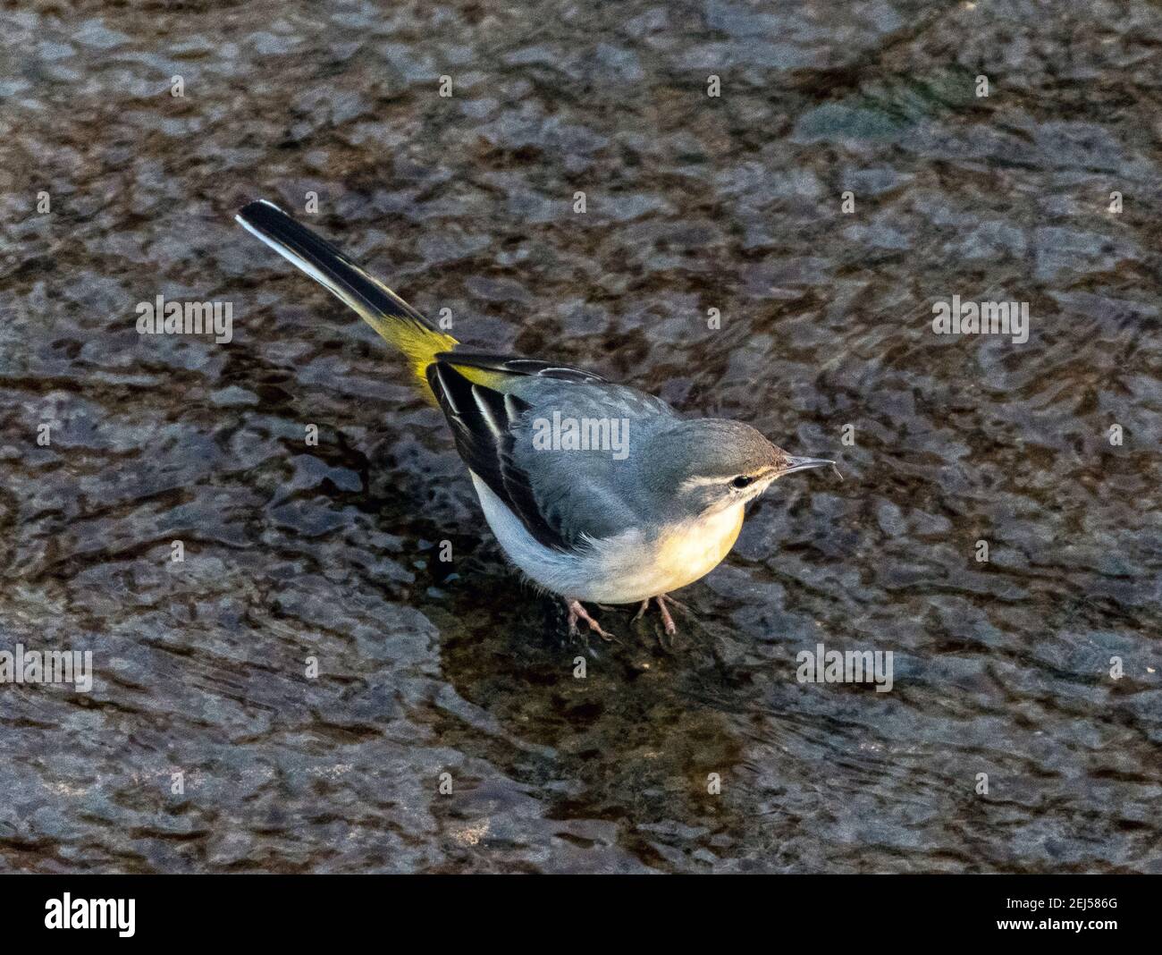 Gray Wagtail, (Motacilla cinerea), West Lothian, Schottland. Stockfoto