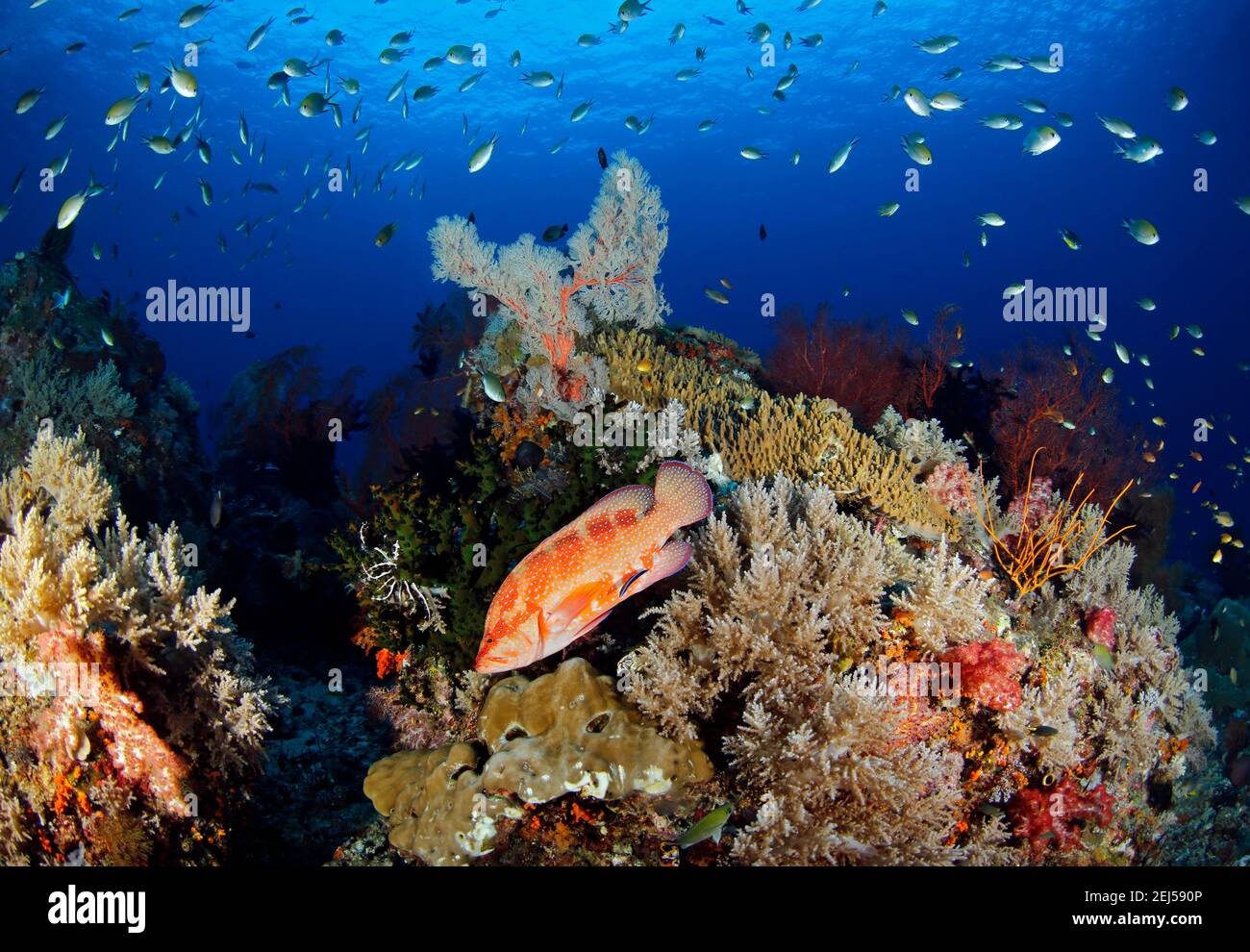 Korallenriff in Misool, Raja Ampat. Westpapua, Indonesien Stockfoto