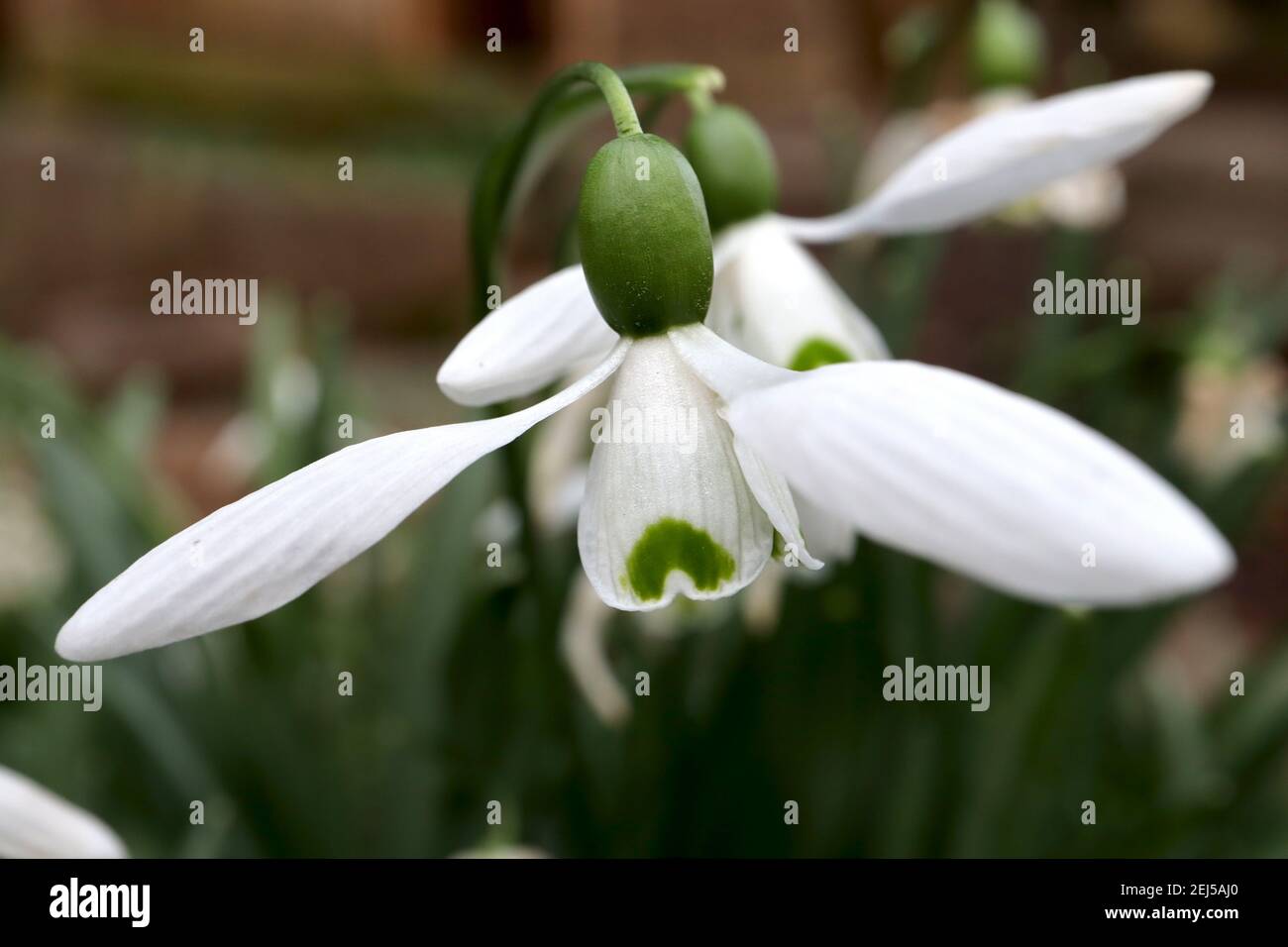 Galanthus elwesii Giant Snowdrop – hängende weiße glockenförmige Blume mit V-grüner Markierung, Februar, England, Großbritannien Stockfoto