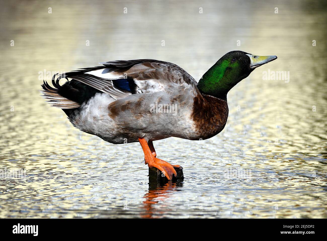 Spiegelungen der Stockente auf dem Wasser Stockfoto