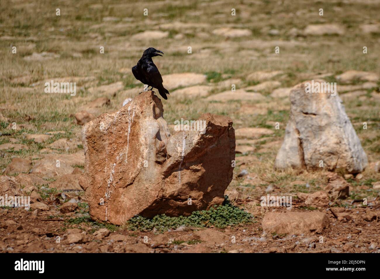 Krähe im Boumort-Gebirge (Lleida Pyrenees, Katalonien, Spanien) ESP: Cuervo en la Serra de Boumort (Pirineo de Lérida, Cataluña, España) Stockfoto