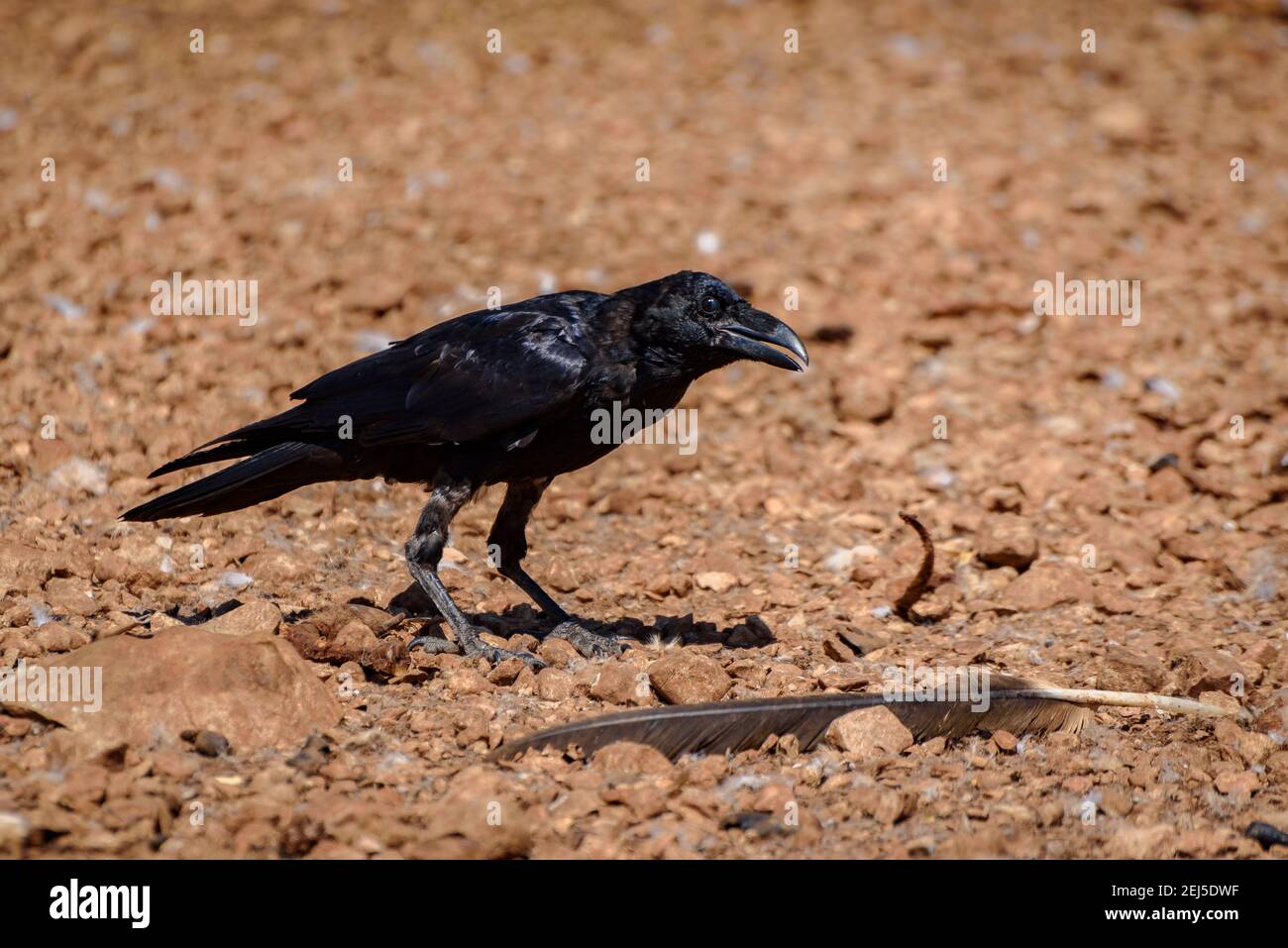 Krähe im Boumort-Gebirge (Lleida Pyrenees, Katalonien, Spanien) ESP: Cuervo en la Serra de Boumort (Pirineo de Lérida, Cataluña, España) Stockfoto
