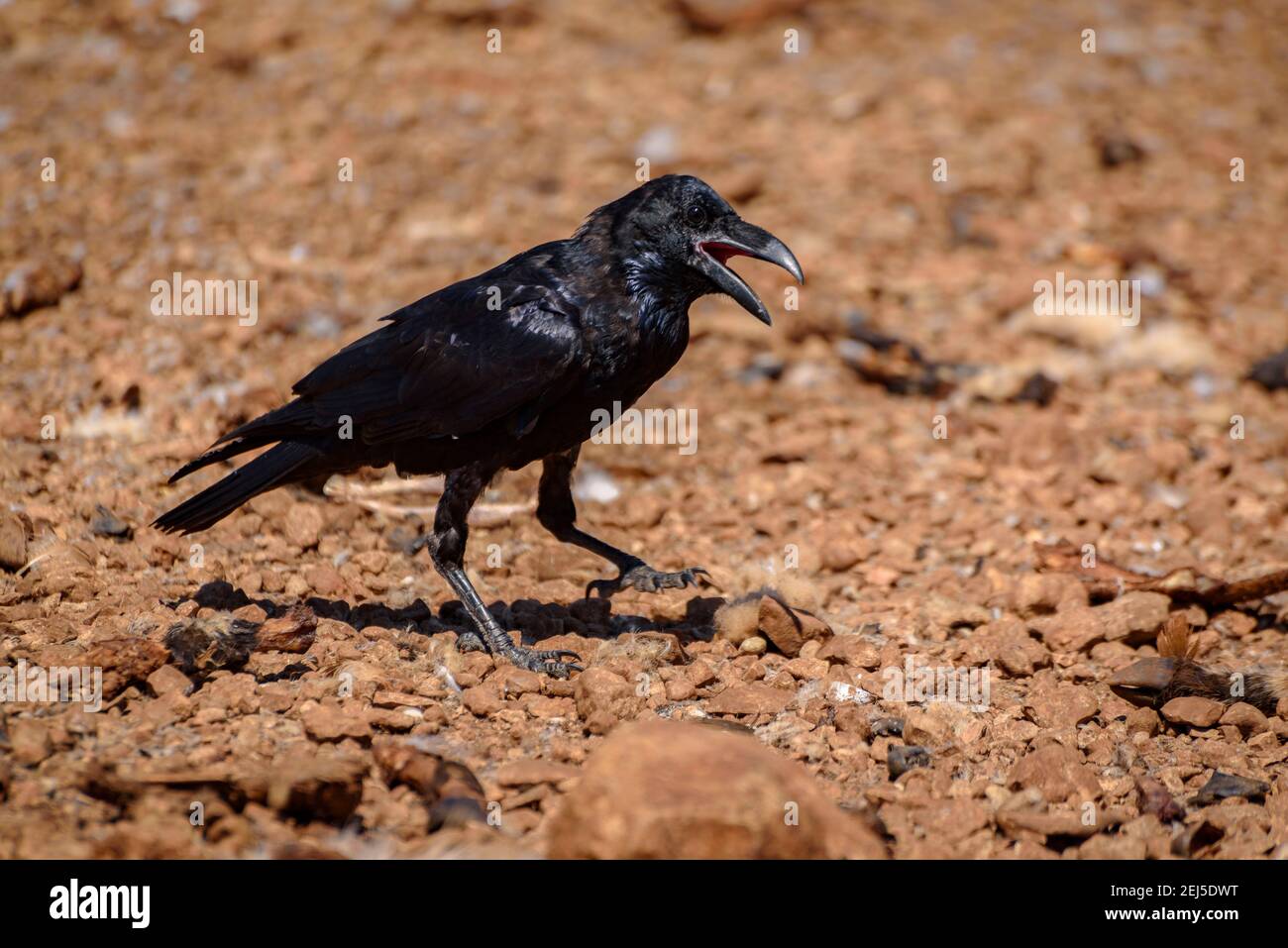 Krähe im Boumort-Gebirge (Lleida Pyrenees, Katalonien, Spanien) ESP: Cuervo en la Serra de Boumort (Pirineo de Lérida, Cataluña, España) Stockfoto