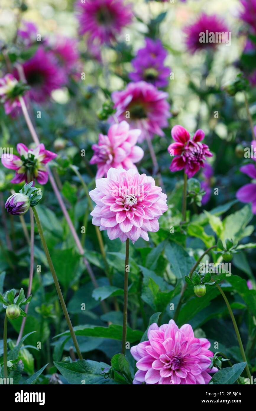 Rosa Dahlie in eine krautige Grenze wachsen. Stockfoto