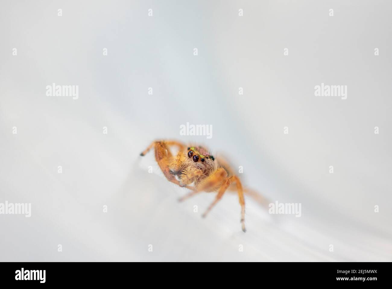 Niedliche kleine Spinne, allgemein bekannt als Smaragd Spinne, Paraphidippus aurantius. Stockfoto