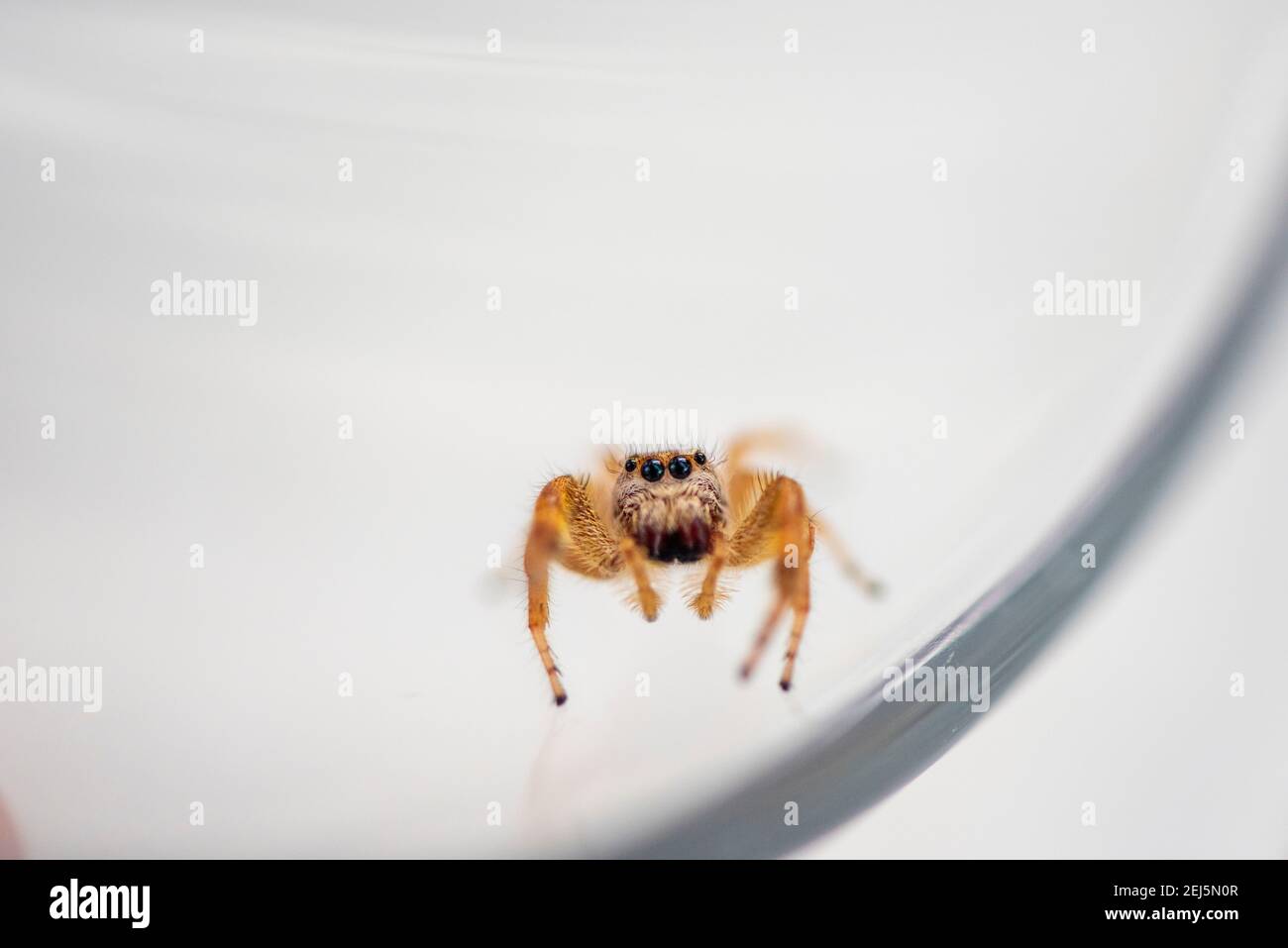 Niedliche kleine Spinne, allgemein bekannt als Smaragd Spinne,  Paraphidippus aurantius Stockfotografie - Alamy