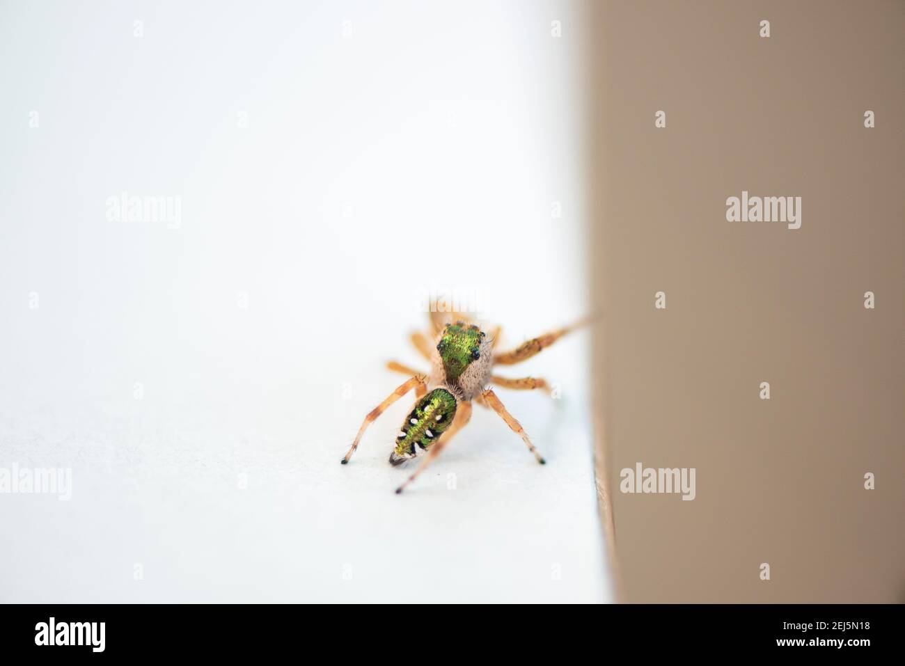 Niedliche kleine Spinne, allgemein bekannt als Smaragd Spinne, Paraphidippus aurantius. Stockfoto