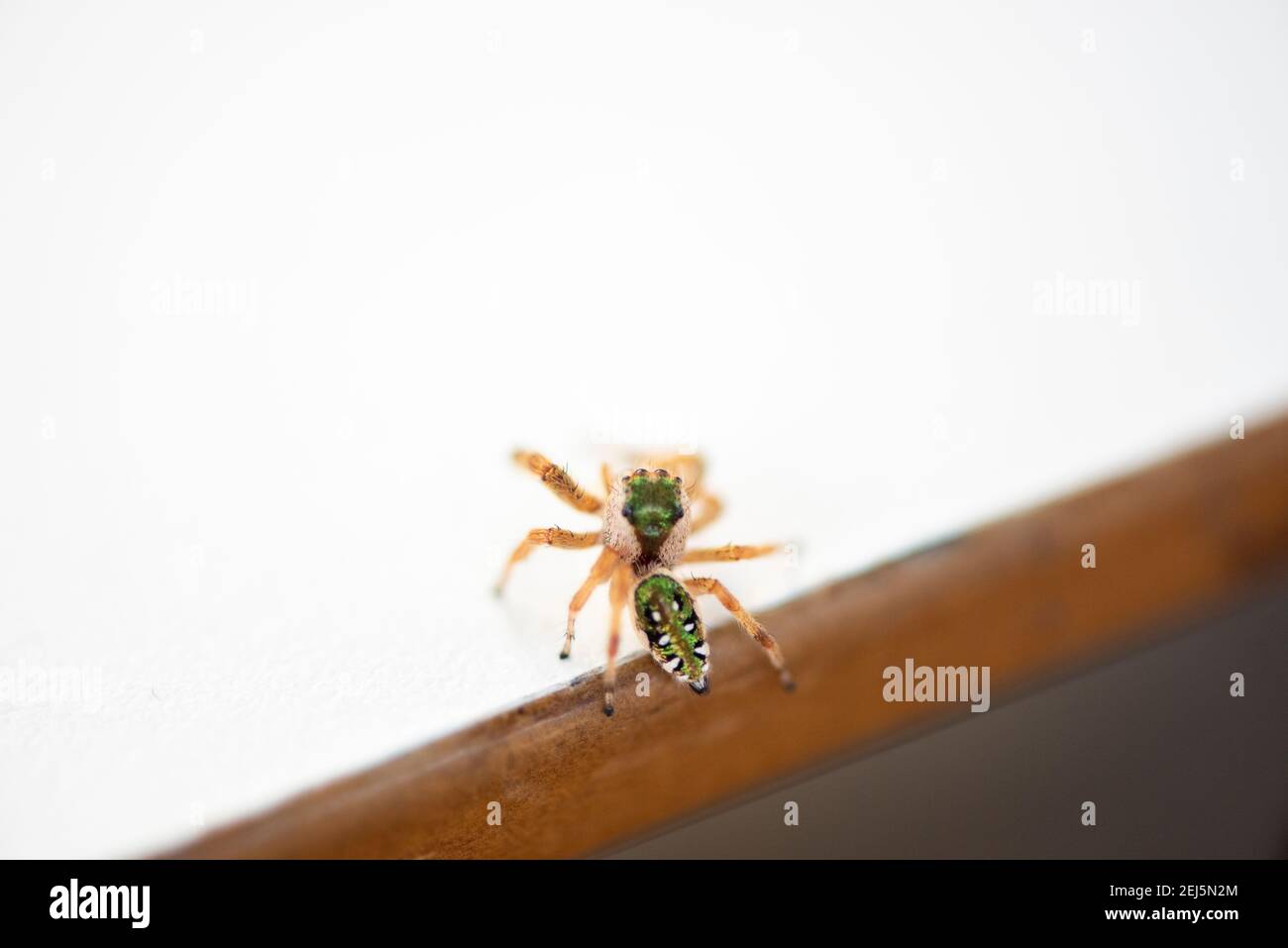 Niedliche kleine Spinne, allgemein bekannt als Smaragd Spinne, Paraphidippus aurantius. Stockfoto