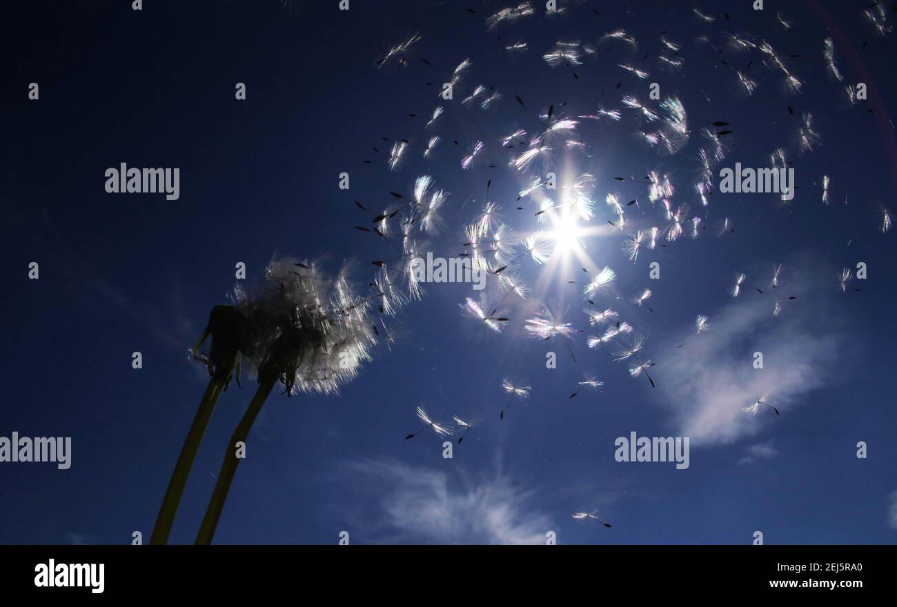 Dandelion Clock und Wolken Stockfoto
