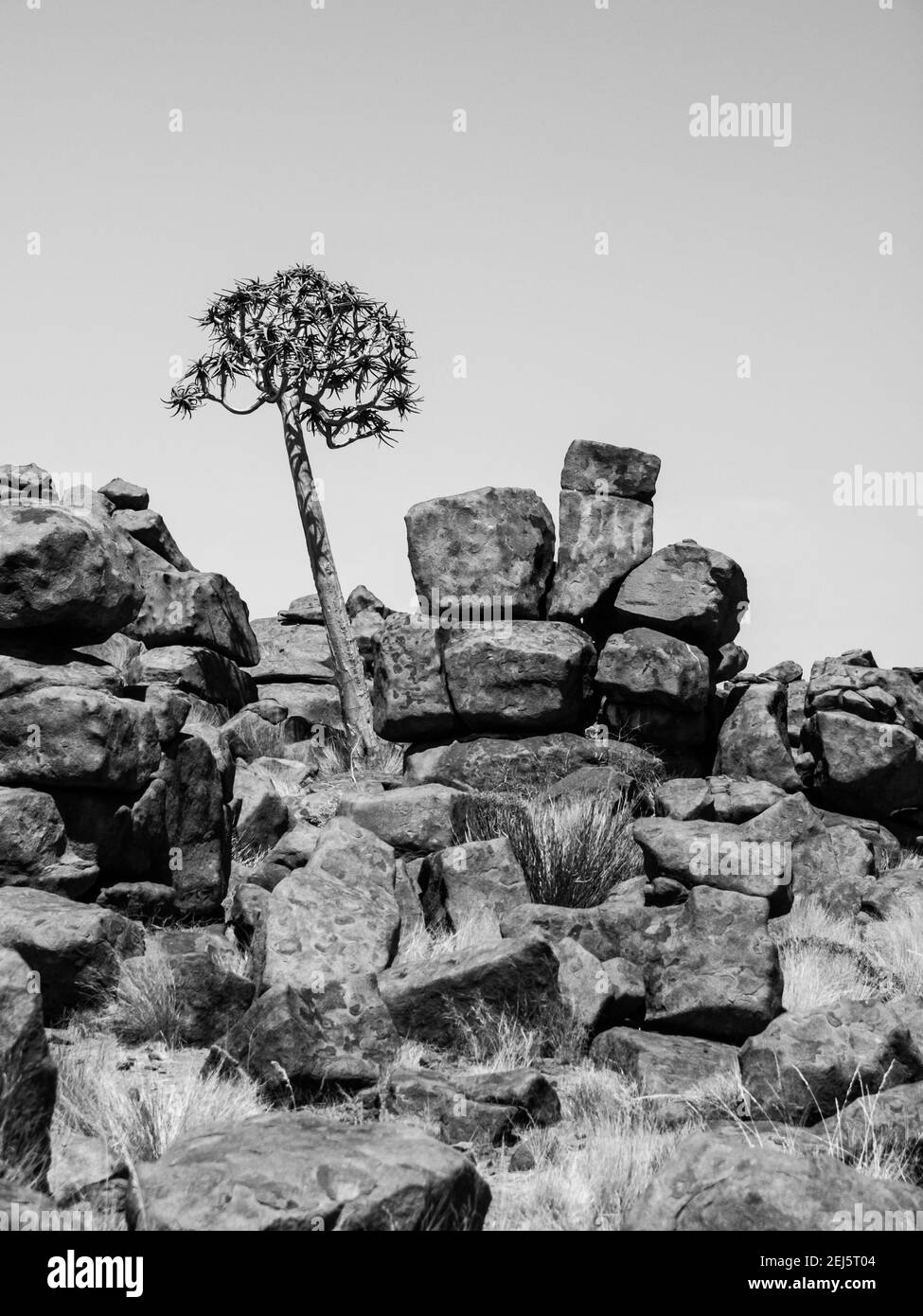 Köcherbaum auf dem Spielplatz des namibischen Riesen Stockfoto