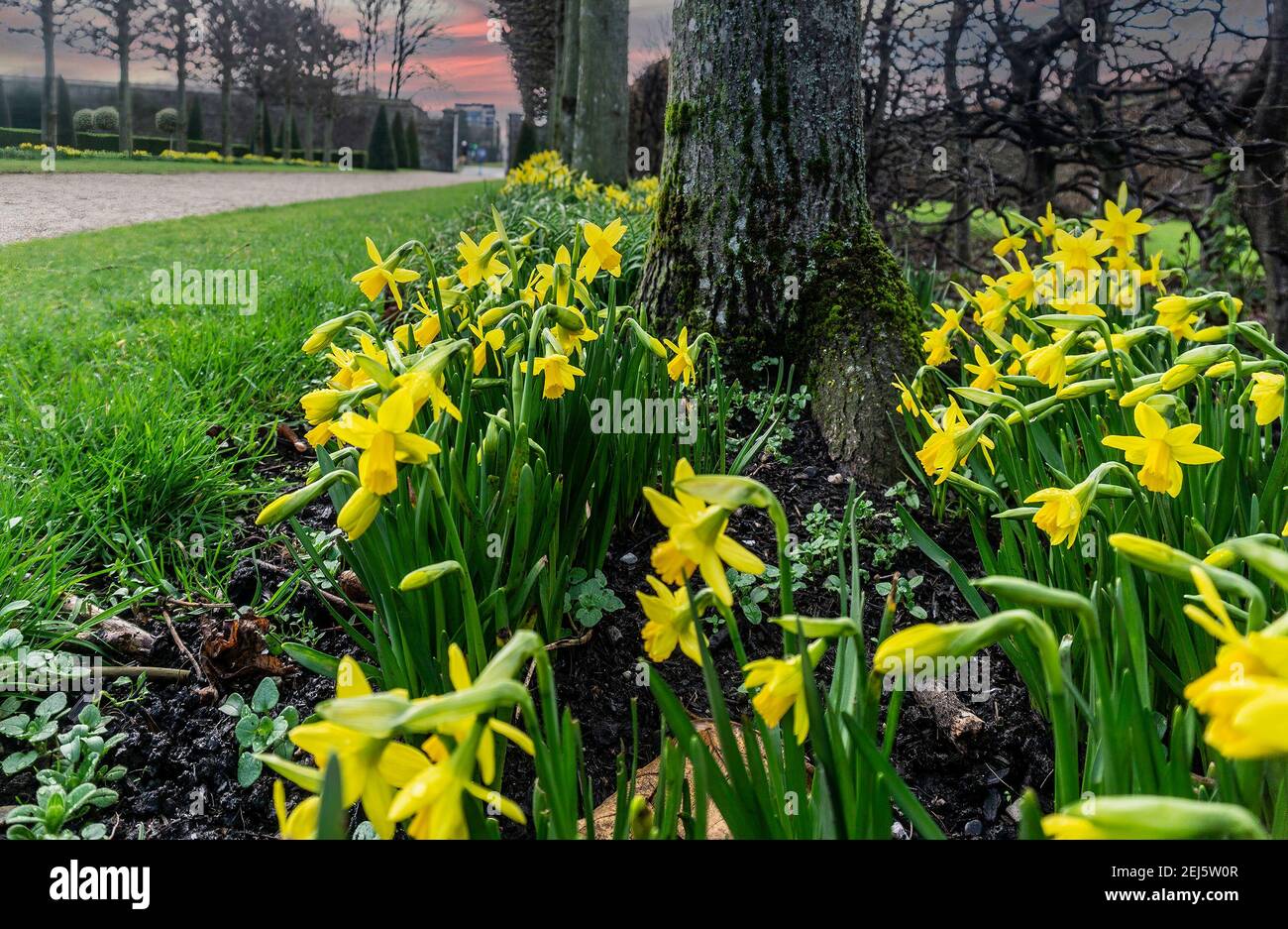 Narzissen, eine Allee blühender Narzissen im Royal Hospital Kilmainham in Dublin, Irland. Stockfoto