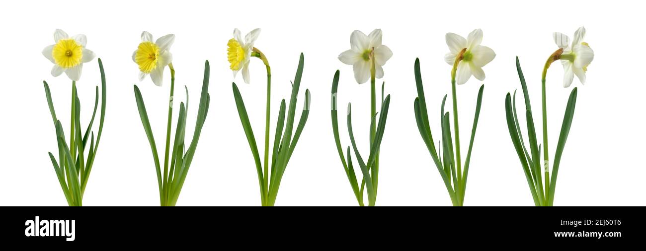 Daffodil Blume in verschiedenen Positionen auf weiß isoliert gesetzt. Weiße und gelbe Narzissen Frühlingsblume. Stockfoto