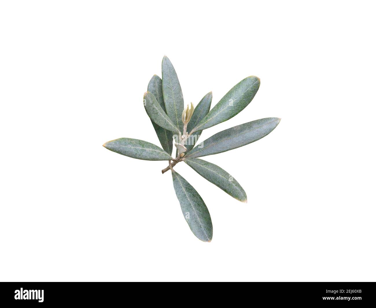 Olivenbaum Zweig isoliert auf weiß. Olea europaea Blätter. Symbol für Fülle, Herrlichkeit und Frieden. Stockfoto