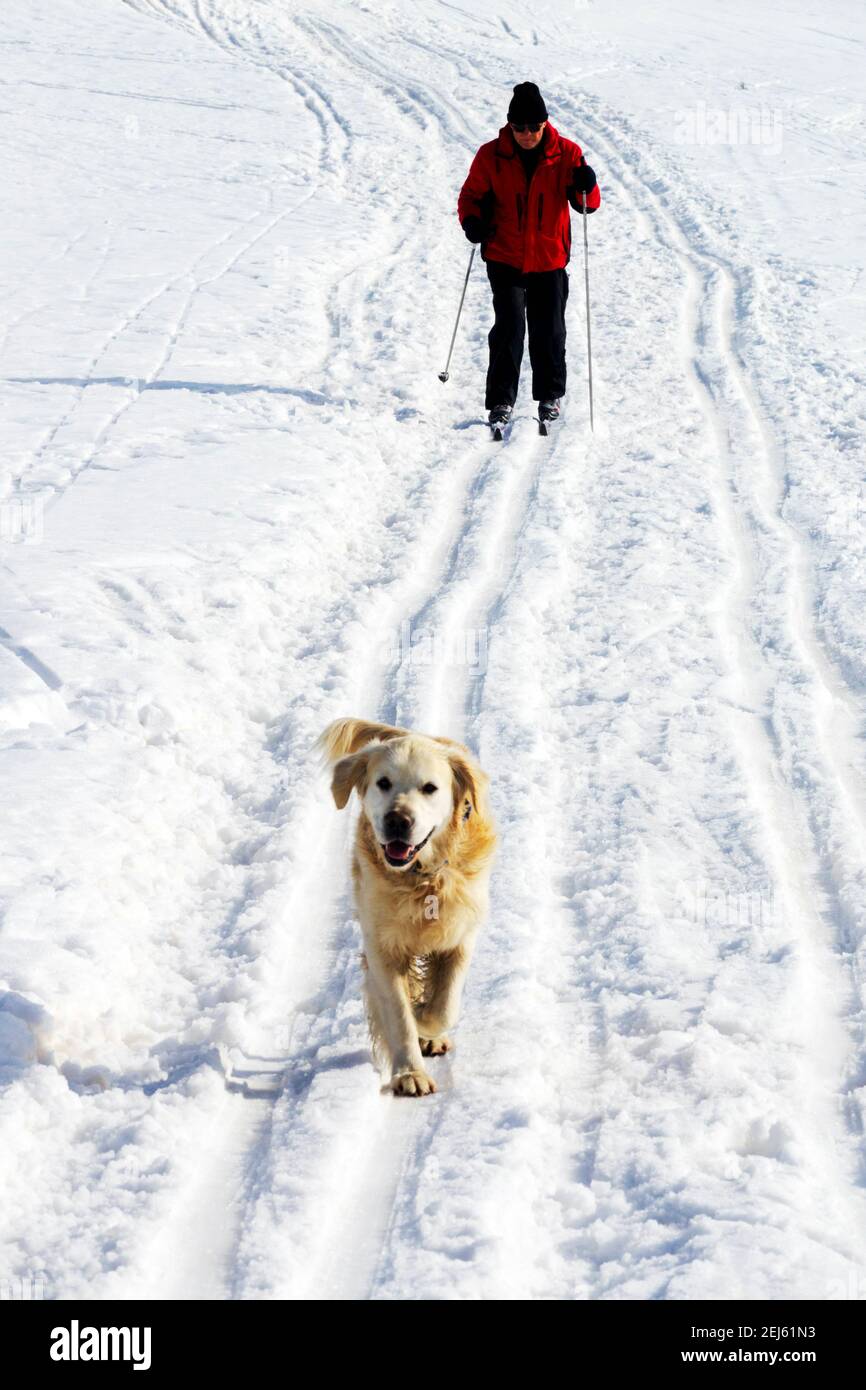 Hund im Schnee, Senior Mann Ski, Langlauf, Mann und Hund, eine Winterszene Stockfoto