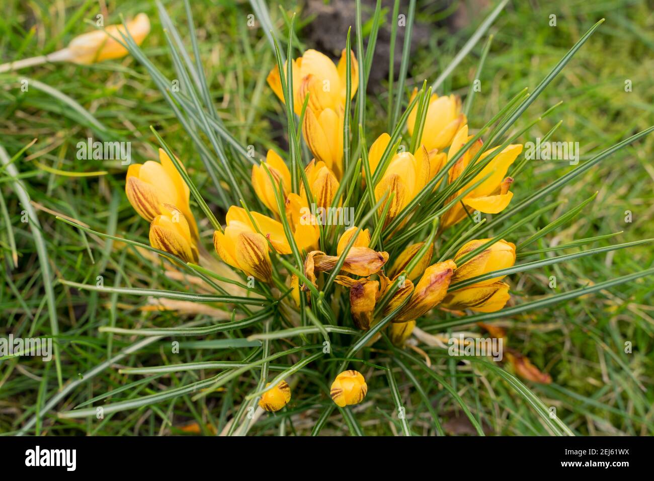 golden Krokus blüht in grünem Gras zurück Boden Garten Stockfoto