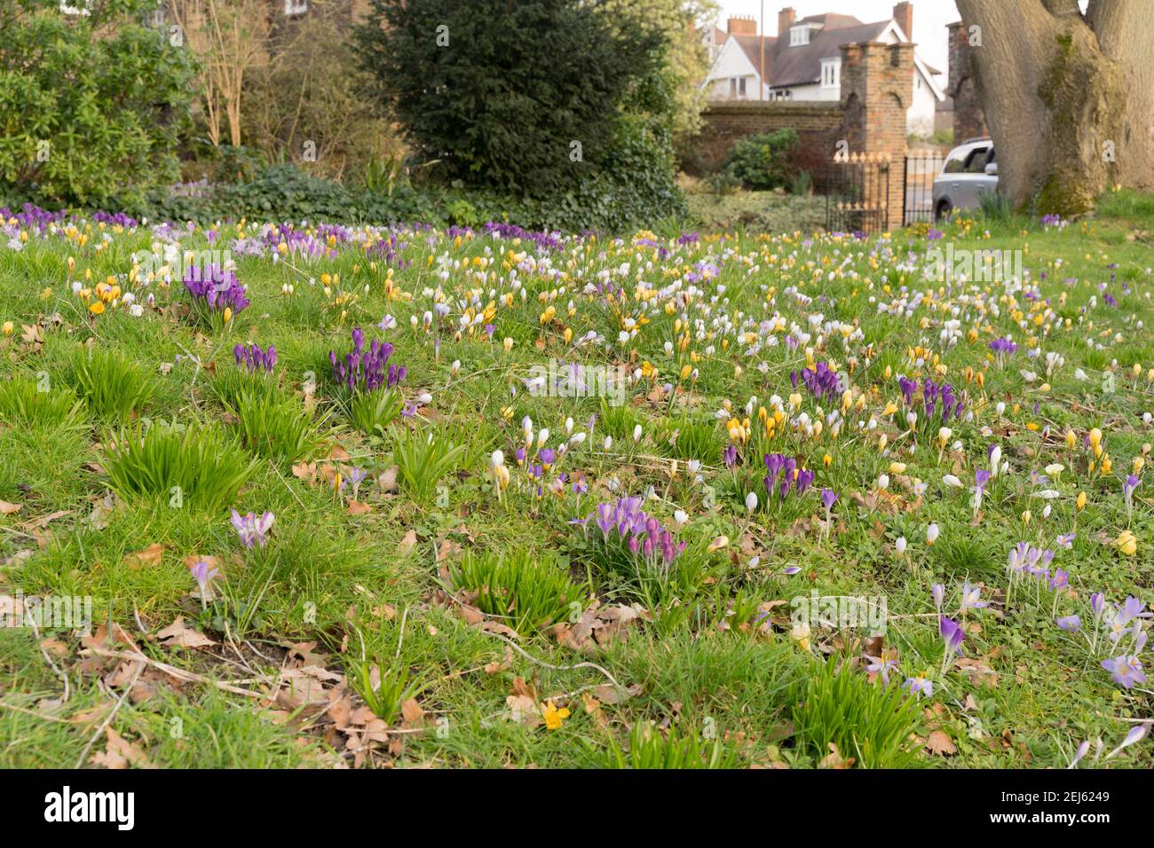 Gelbe Krokus blühen unter anderen Krokus im Garten, der zum Vordertor führt, London greenwich, Großbritannien Stockfoto