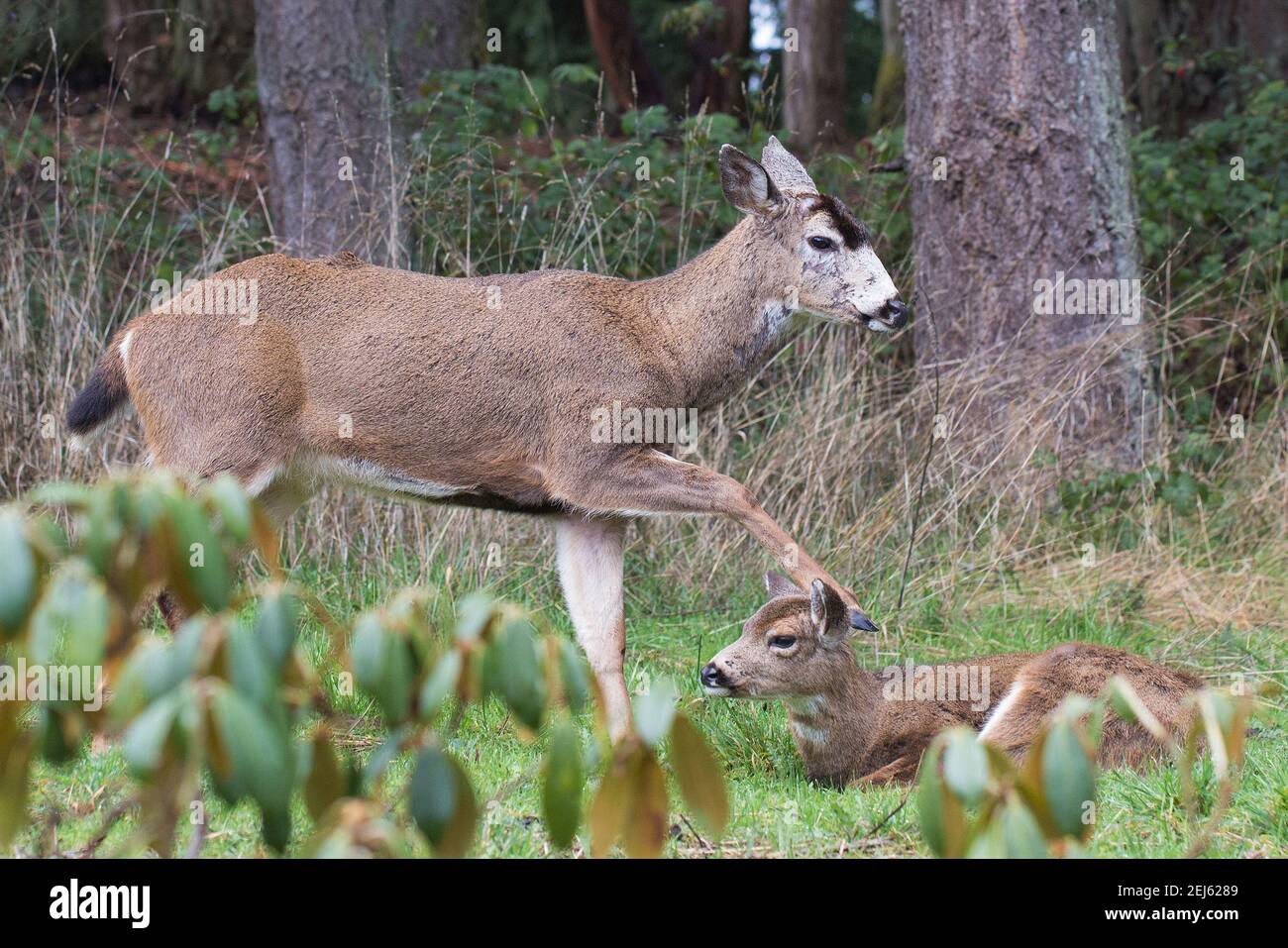 Ein älterer Hirsch tritt ein junges Hirsch leicht mit ihrem HUF. Stockfoto