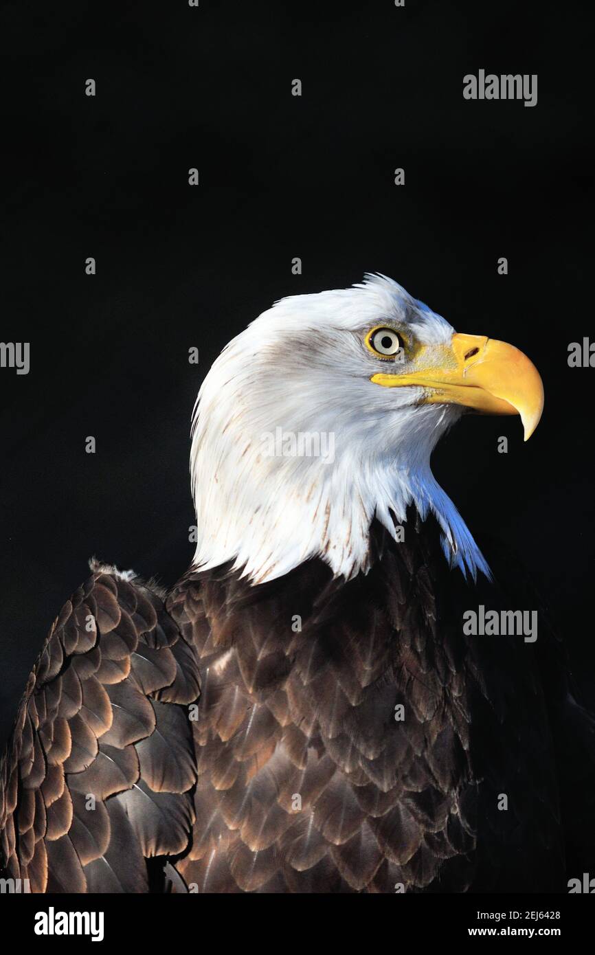 Aurora, Illinois, USA. Der Weißkopfseeadler (Haliaeetus leucocephalus) ist ein Greifvogel, der in Nordamerika gefunden wird. Stockfoto